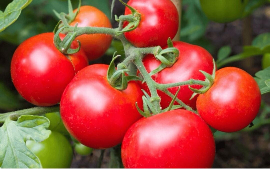 The Mighty Tomato