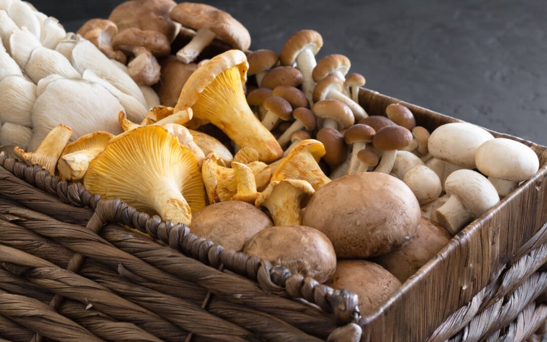The Secret Power of Mushrooms: Nature’s Gift for Body and Mind